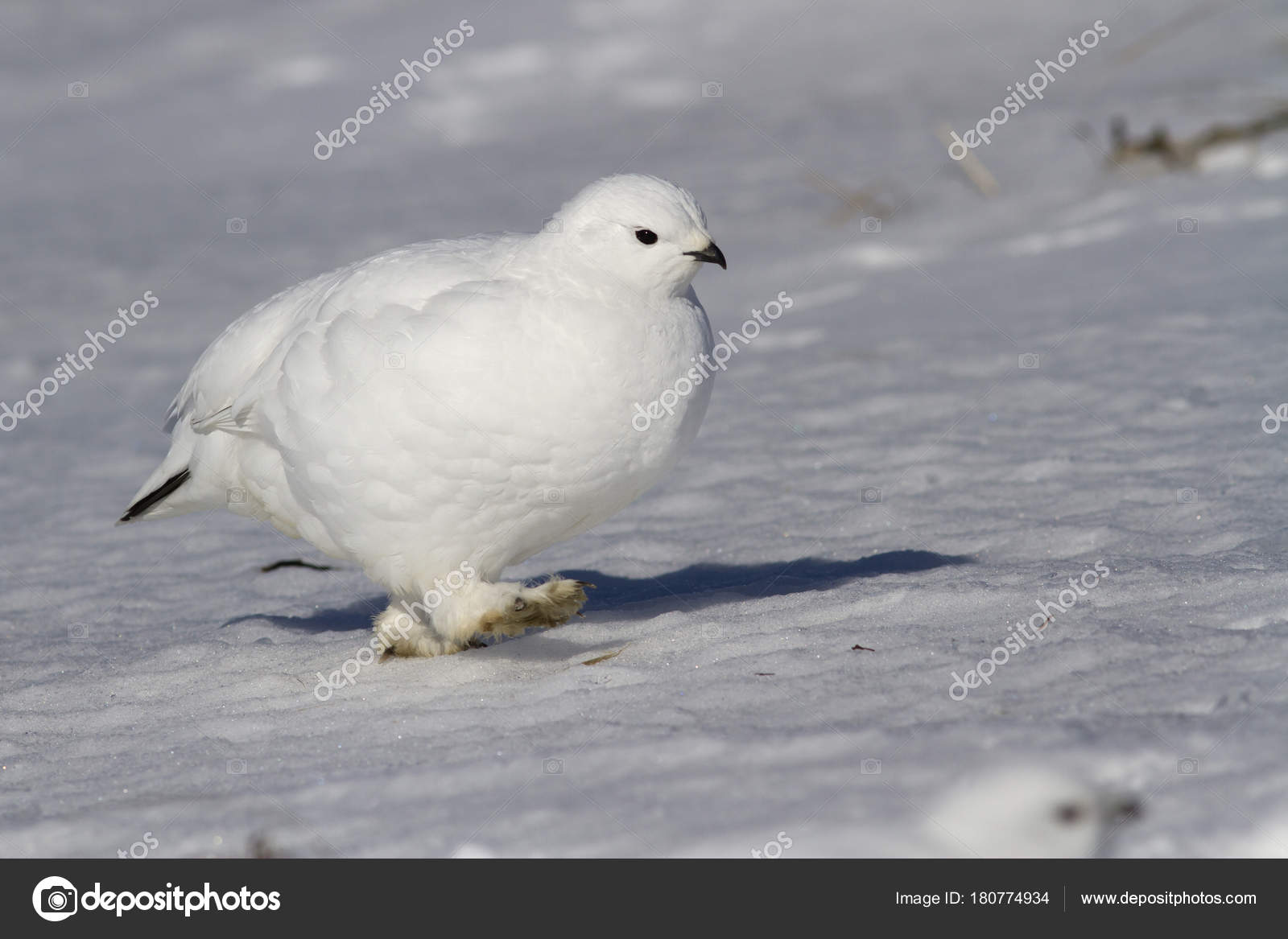 Rock ptarmigan female walking along the snow in the snow-covered ...