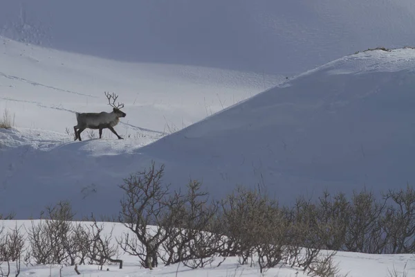 Renna passeggiando lungo il bordo della collina in inverno — Foto Stock