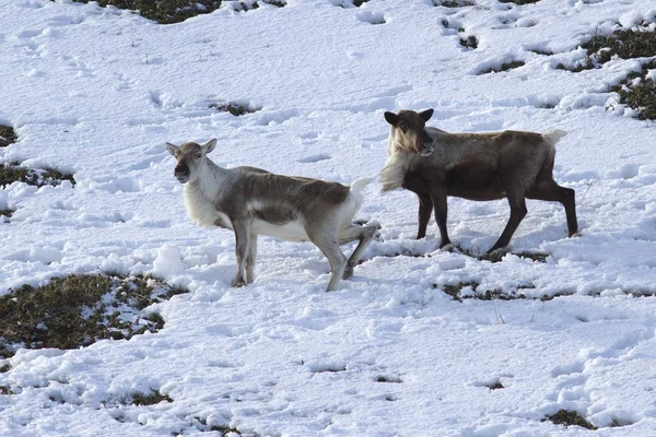 Два оленя зимой стоят на склоне холма в тундре. — стоковое фото