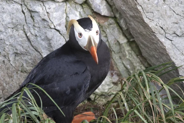 Pikowane Puffin, który siedzi na trawie w pobliżu urwiska zachmurzone — Zdjęcie stockowe