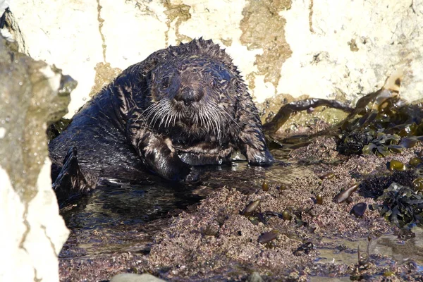 Sea otter took a defensive pose in shallow water during the wint