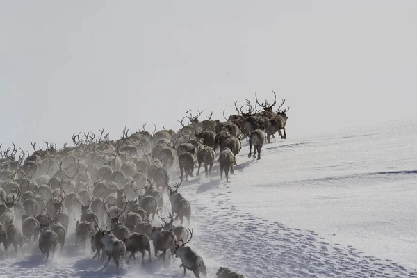 Una gran manada de renos corriendo a lo largo de la ladera de una ensenada de nieve —  Fotos de Stock