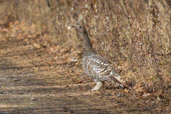 A female Black-billed capercaillie standing on the roadside of a — Stock Photo, Image