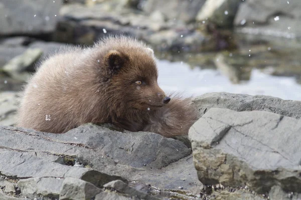 Commandants renard arctique bleu assis au milieu des rochers sur l'océan à l — Photo