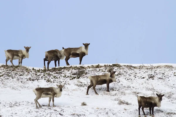 Una pequeña manada de renos de pie en la cima de una colina en el tundr —  Fotos de Stock