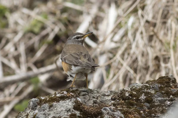 Eyebrowed lijster zittend op een rots in de buurt van de heuvels in de toendra — Stockfoto