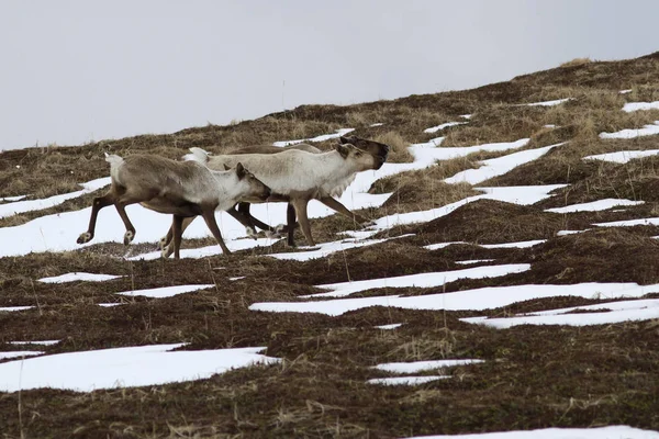 Gruppo di renne che corrono lungo la piccola primavera innevata — Foto Stock