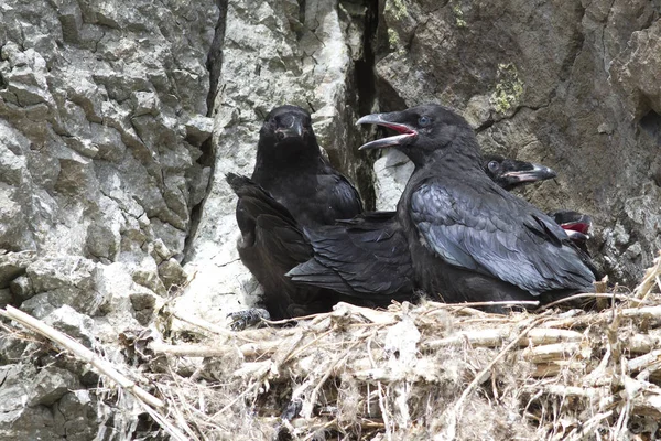 Duże pisklęta Raven siedzi w gnieździe na skale na skaliste hillsi — Zdjęcie stockowe
