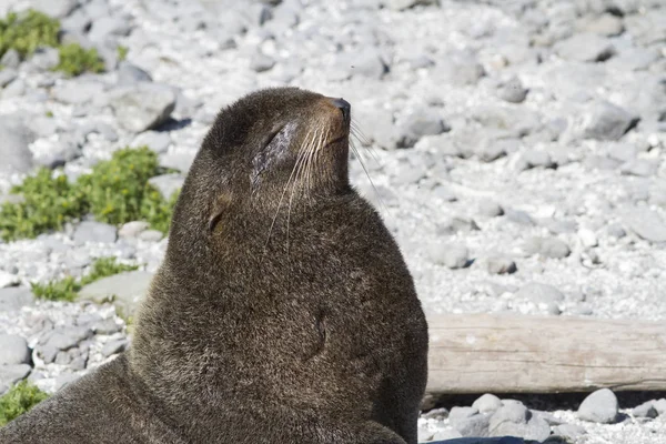 Ritratto di un maschio foca pelo settentrionale che dorme sotto l'estate s — Foto Stock