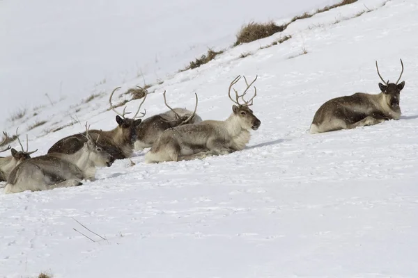 躺在冻土带积雪覆盖的山坡上的驯鹿 — 图库照片