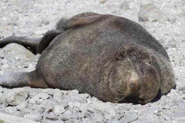 Erkek Kuzey kürk fokları t yakınındaki plajda uyku, uyku