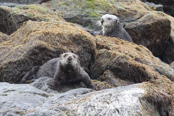 Sea otters sitting on rocks at low tide on the ocean shore