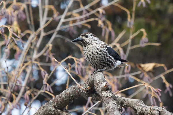 Spotted nutcracker sitting on a branch in a Kamchatka forest in — Stock Photo, Image