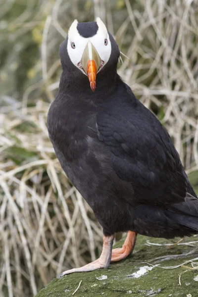 Tufted Papageientaucher sitzt auf einem Felsen vor einem Hintergrund aus trockenem Gras — Stockfoto