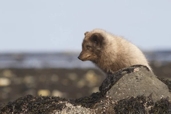 Dowódcy blue arctic fox w zimie sukienka siedzący obok kamienia — Zdjęcie stockowe