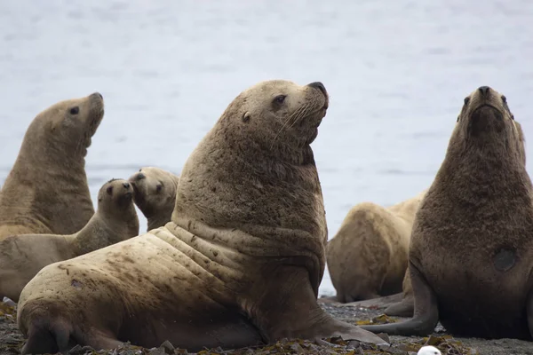 Un grupo de leones marinos Steller sentados en la orilla de la isla o —  Fotos de Stock