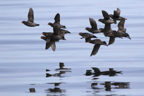 Una bandada de auklet crestado volando sobre las aguas del Pacífico —  Fotos de Stock