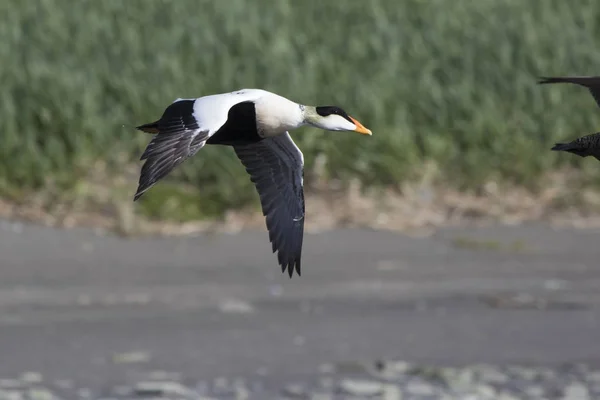 El macho del Eider común volando sobre la desembocadura del río — Foto de Stock