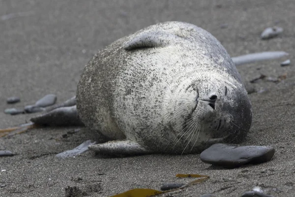 ゴマフアザラシの眠る砂浜で横になっています。 — ストック写真