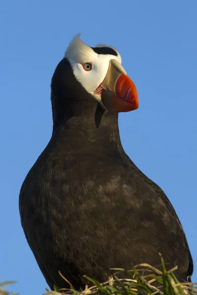 Retrato de um puffin adornado que se senta em um hummock com sua cabeça — Fotografia de Stock