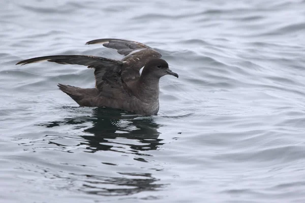 Krátké tailed shearwater sedí na vodě a je připraven k letu — Stock fotografie