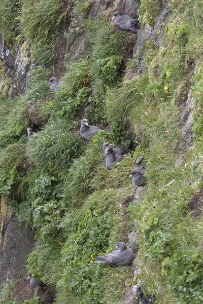 De steile rots van de koperen eiland waarop er is een kolonie-o — Stockfoto
