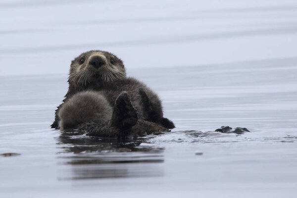 A female Sea otter with a baby lying on its chest floating on th