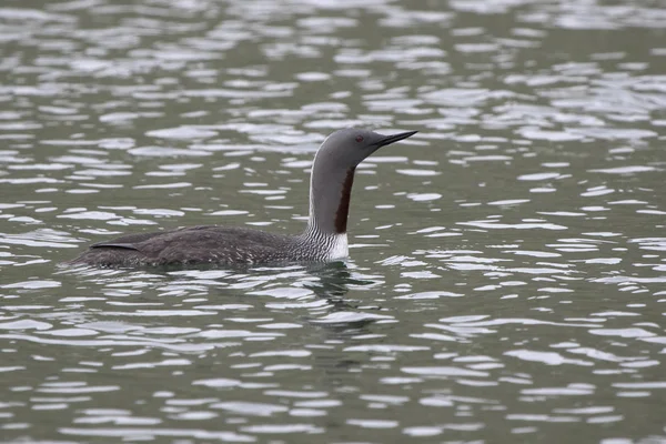 Red-throated diver sailing along the surface of the lake on the — Stock Photo, Image