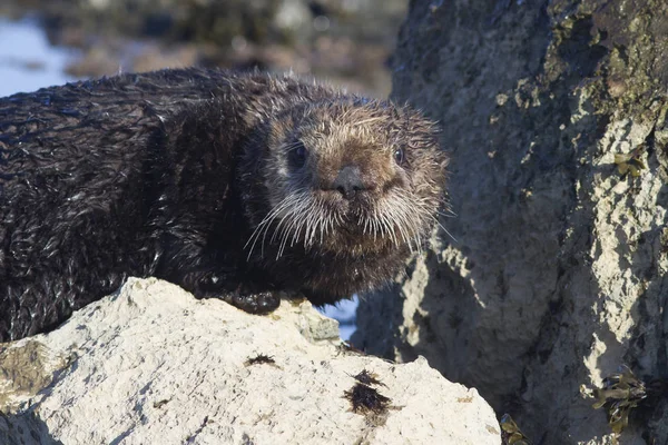 Sea otter stojící na skále při odlivu na zimní slunečný den — Stock fotografie