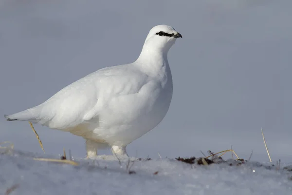 Een mannelijke Rock ptarmigan in de winter jurk staande op een besneeuwde toendra — Stockfoto