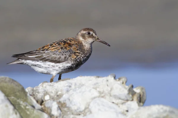 Rock sandpiper álló között a sziklák a tengerparton összege — Stock Fotó