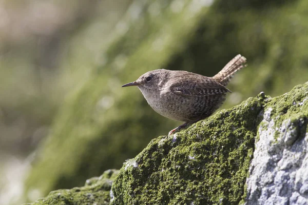 Winter wren sitting on a rock on the seaside slope of Copper Isl — Stock Photo, Image