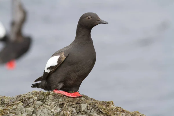 Il piccione guillemot seduto su una roccia nella zona di lancio durante t — Foto Stock