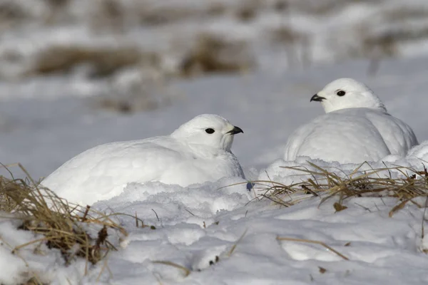 Dvě ženské skála ptarmigan sedět ve sněhu po noční bliz — Stock fotografie