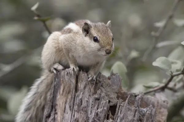 Indian palm squirrel or three-striped palm squirrel sitting on a — Stock Photo, Image