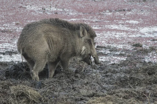 Indian boar that feeds on the shore of a drying lake in central — Stock Photo, Image