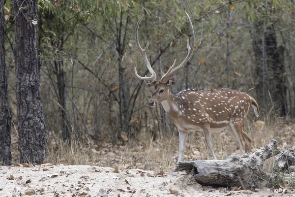 Macho adulto veado Chital ou manchado andando na borda do para — Fotografia de Stock