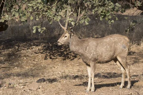 male zambara who stands on the fringe in the winter Indian fores