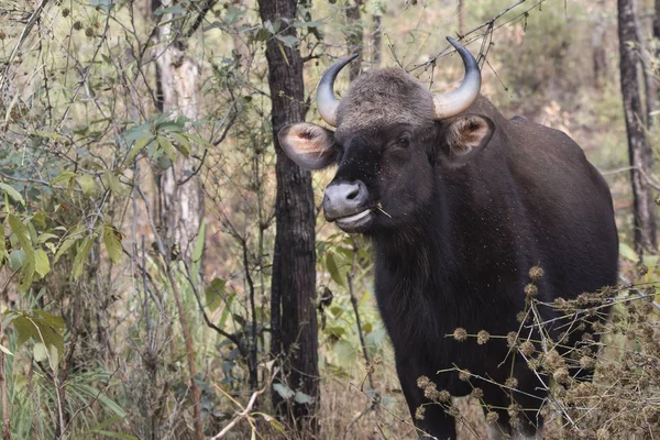 Macho joven gaur o bisonte indio que se encuentra entre los árboles en th —  Fotos de Stock
