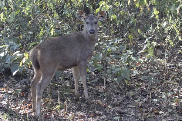 Young deer sambar who stands on the edge of a forest in the wint — Stock Photo, Image