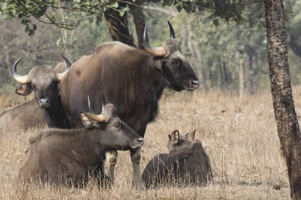 Pequeña manada de gauros o bisontes indios que descansa sobre un pequeño bosque —  Fotos de Stock