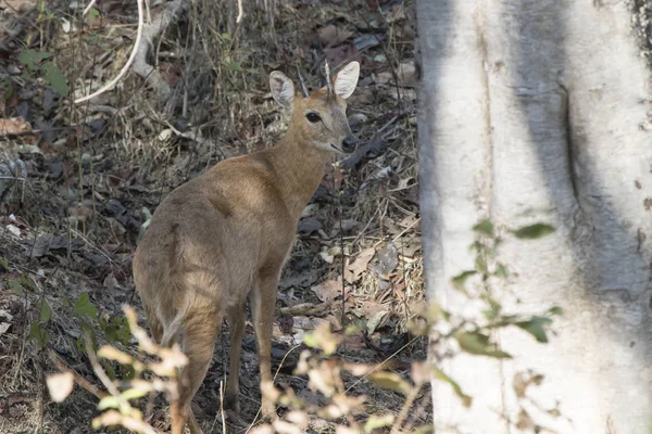 Antílope de quatro chifres em pé na sombra entre as árvores em th — Fotografia de Stock