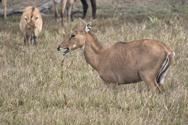 Hembra nilgai o azul toro que roza en un regado prado en un w — Foto de Stock