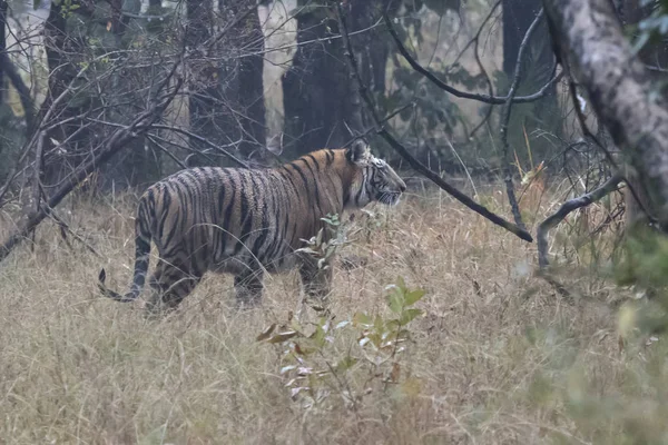 Großes Männchen des bengalischen Tigers, das auf einer Waldlichtung auf einem — Stockfoto