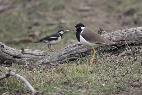 Pavoneggiarsi rosso-wattled che si leva in piedi su un puntello paludoso vicino ad un piccolo — Foto Stock