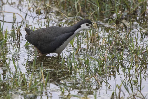 Gallina de agua de pecho blanco que camina a lo largo de la orilla en wat poco profundo —  Fotos de Stock