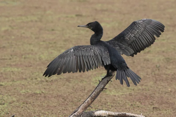 Little cormorant that sits on the trunk of a tree that is in the — Stock Photo, Image