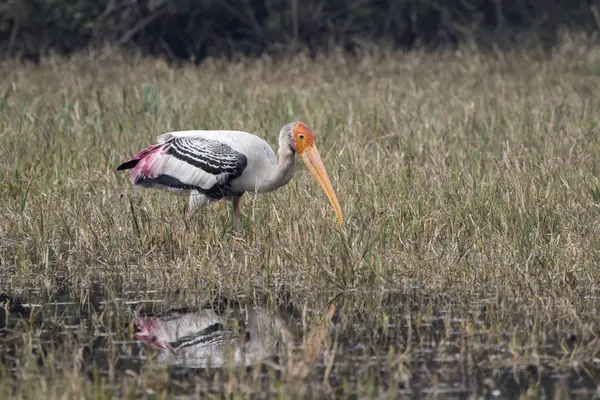 Painted stork that walks through shallow water in search of food — Stock Photo, Image