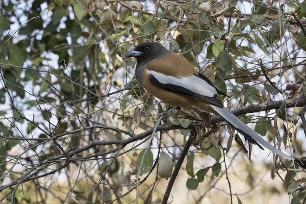 Rufous treepie that sits in the tree crown on the forest edge on — Stock Photo, Image
