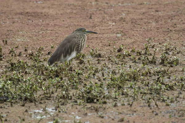 Indian pond heron in a winter dress that sits in the shallow wat — Stock Photo, Image
